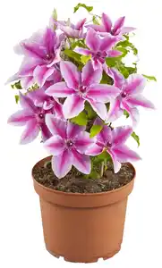 Gartenpflanze XL