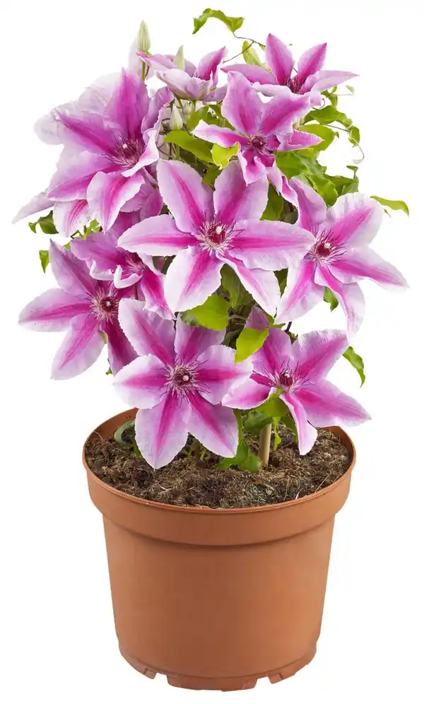 Bild 1 von Gartenpflanze XL