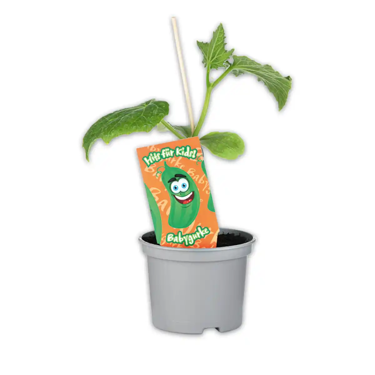 Bild 3 von Kindergemüse "Hits für Kids"