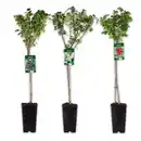 Bild 1 von Finest Garden Johannisbeer-Stamm