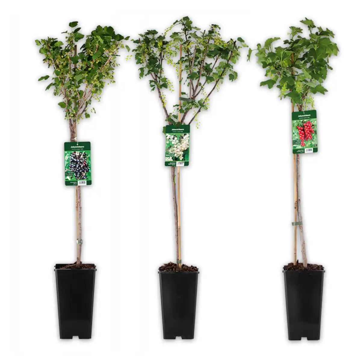 Bild 1 von Finest Garden Johannisbeer-Stamm