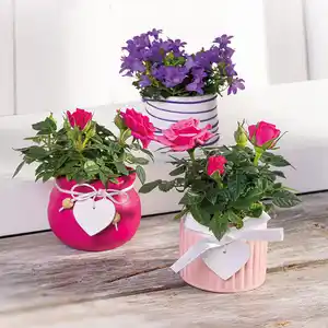 Mini-Campanula oder Mini-Rosen