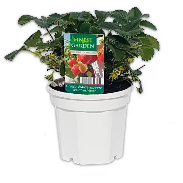 Bild 2 von Finest Garden Trio Erdbeer-Besonderheiten
