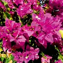 Bild 2 von Bougainvillea "Vera Deep Purple"
