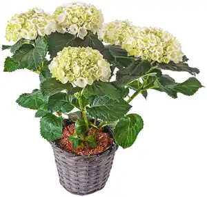 Hortensie im Korb