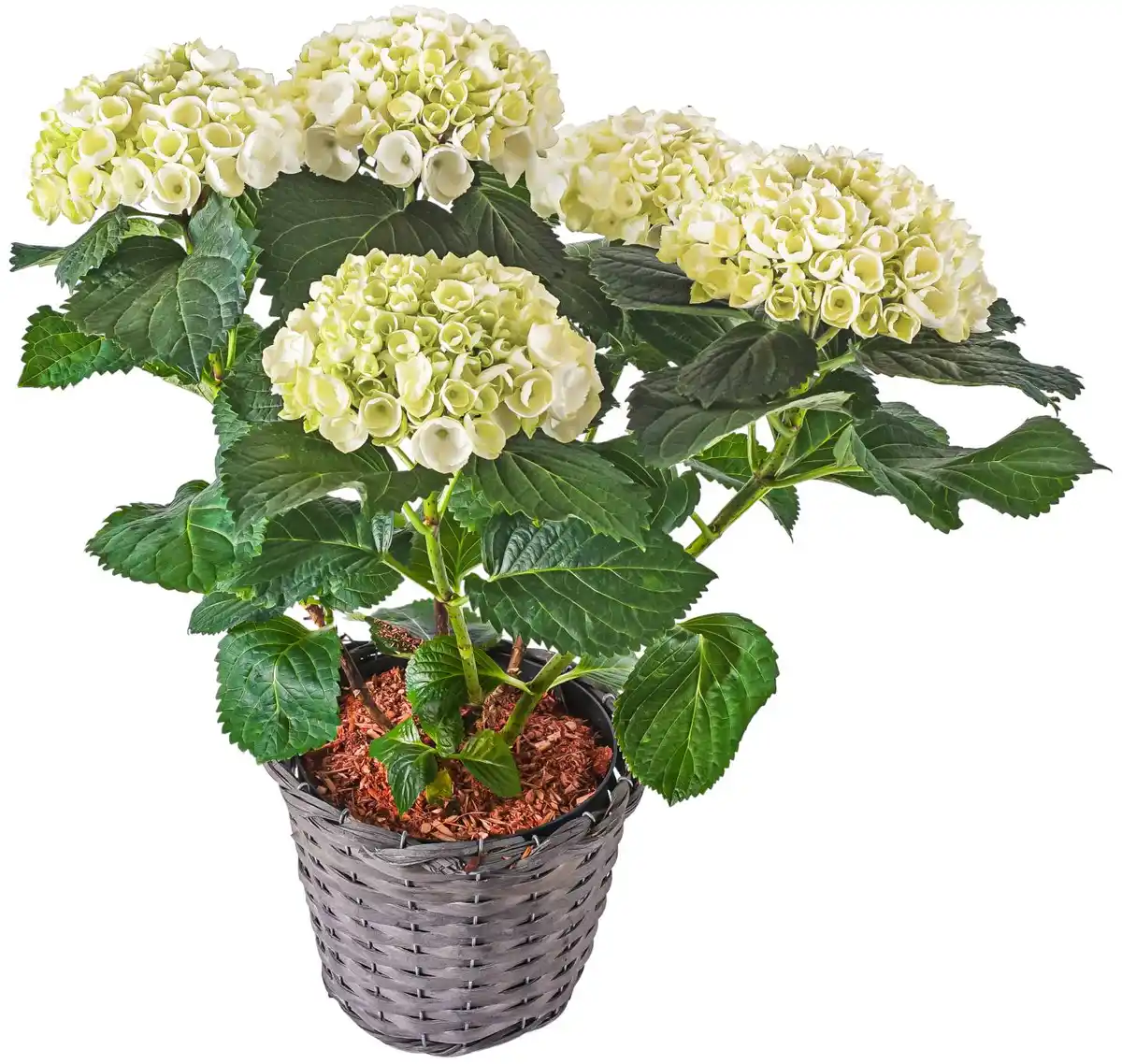 Bild 1 von Hortensie im Korb