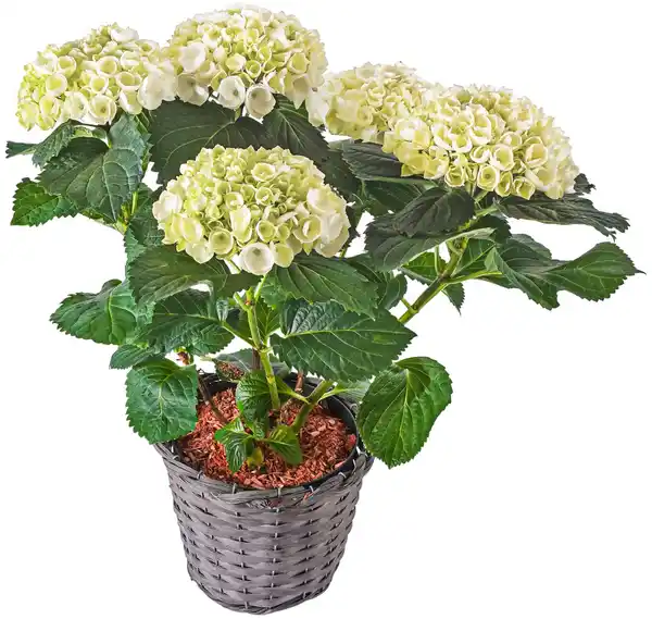 Bild 1 von Hortensie im Korb