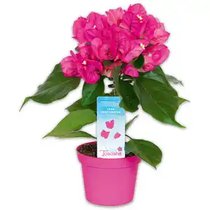 Bougainvillea "Vera Deep Purple"