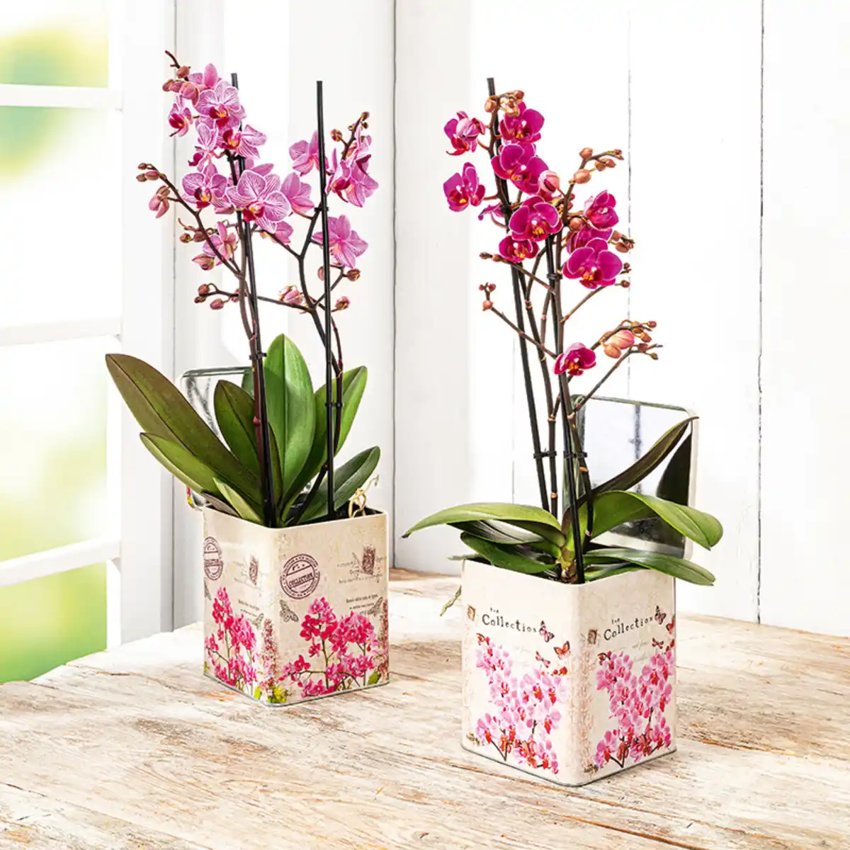 Bild 1 von Phalaenopsis Multiflora