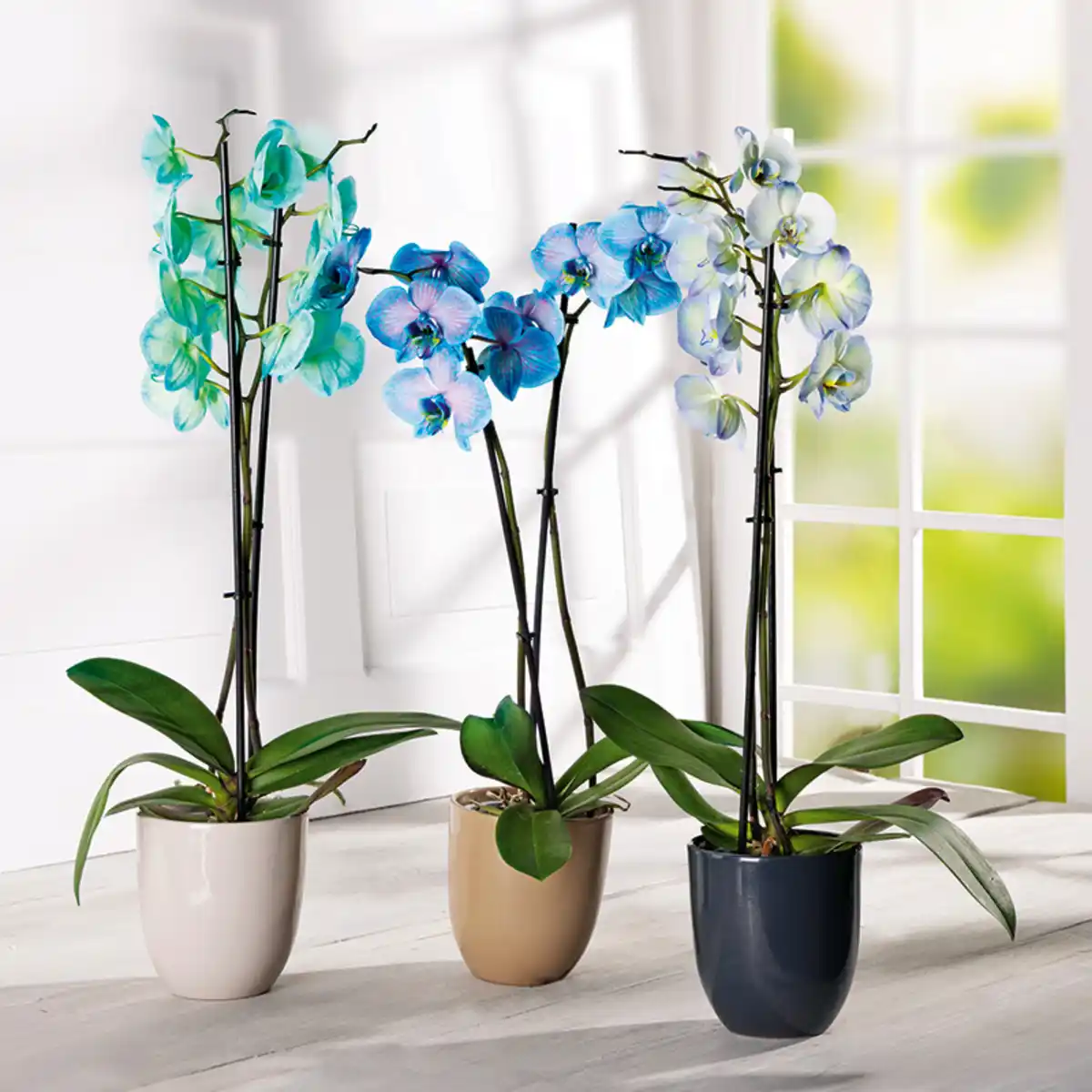 Bild 1 von Phalaenopsis "Royal Mix"