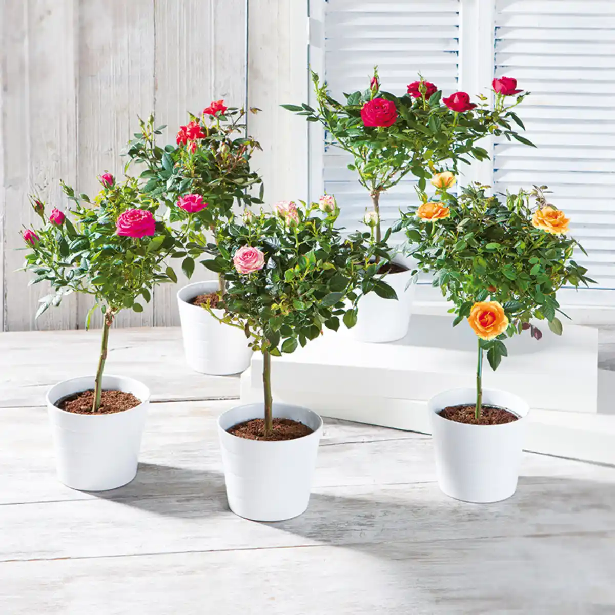 Bild 1 von Stammrosen