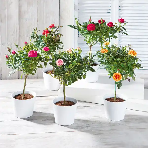 Bild 1 von Stammrosen