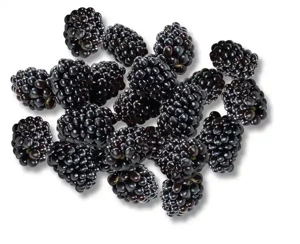 Bild 1 von Portug./marokk. Brombeeren, 170-g-Packg.