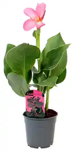 Blühende Beet- & Balkonpflanzen