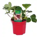 Bild 3 von Finest Garden Trio Erdbeer-Besonderheiten