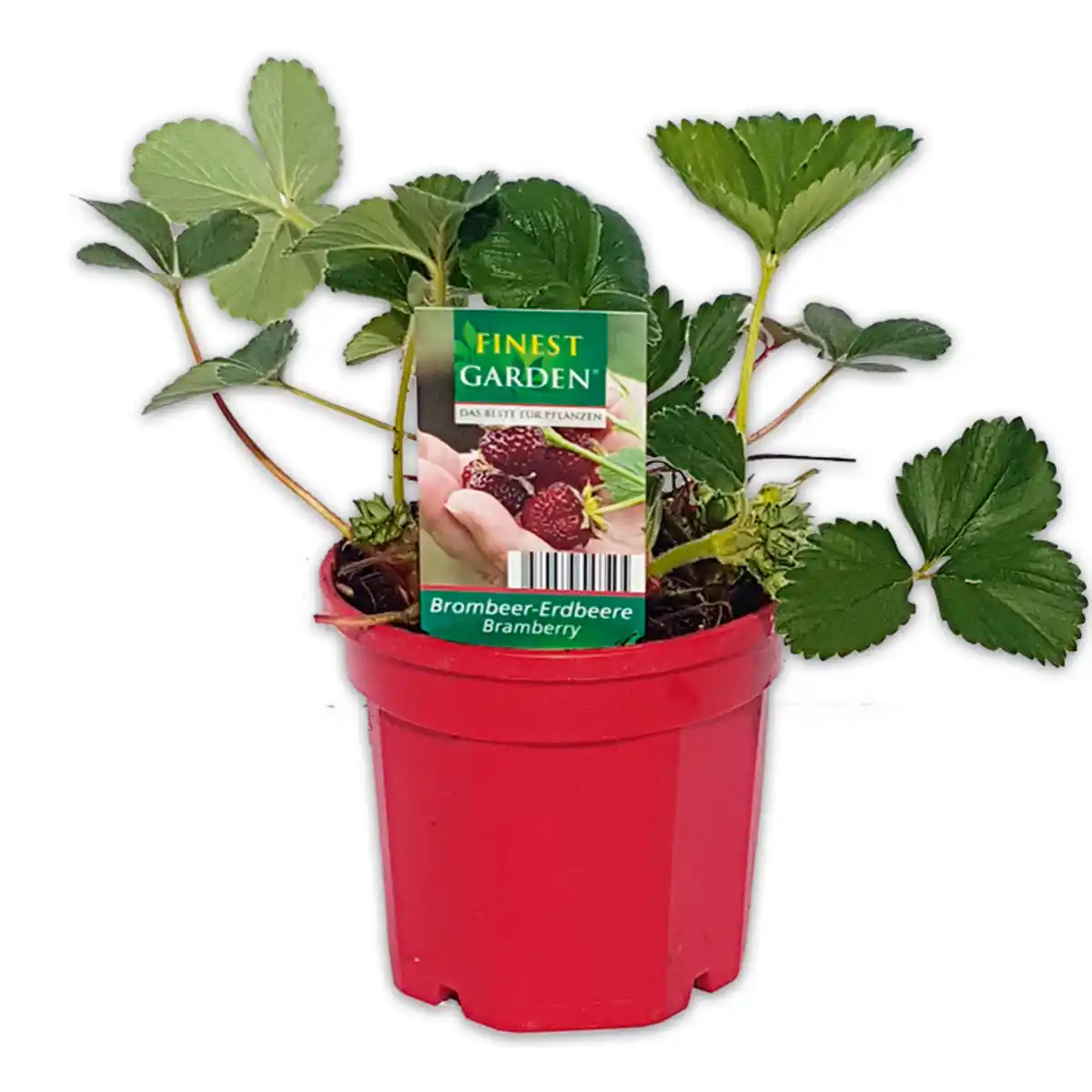 Bild 3 von Finest Garden Trio Erdbeer-Besonderheiten