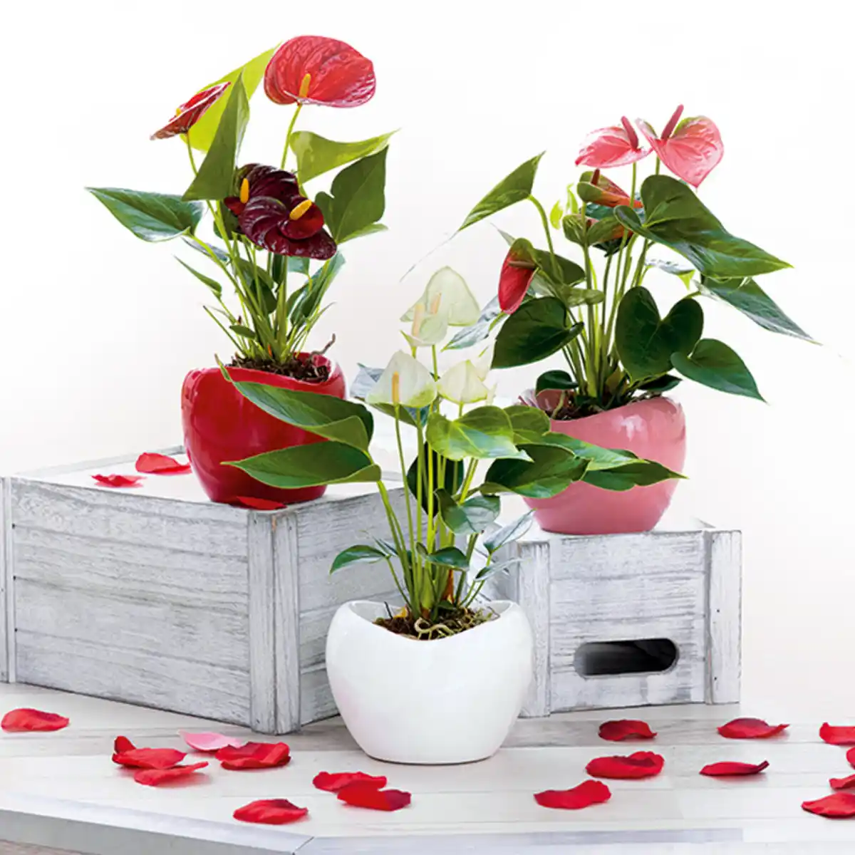 Bild 1 von Mini-Flamingoblume