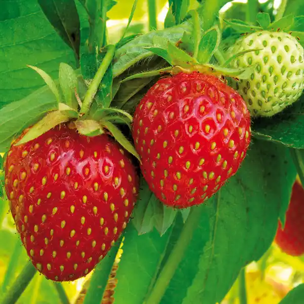 Bild 4 von Finest Garden Trio Erdbeer-Besonderheiten