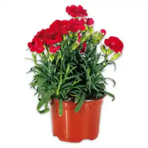 Topfnelke "Dianthus"