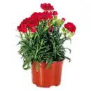 Bild 1 von Topfnelke "Dianthus"