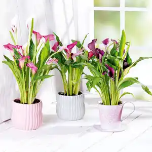 Calla zum Muttertag