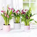 Bild 1 von Calla zum Muttertag