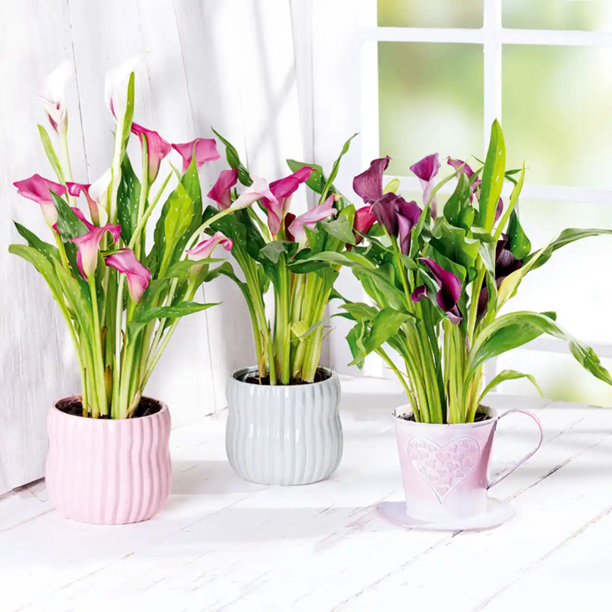 Bild 1 von Calla zum Muttertag