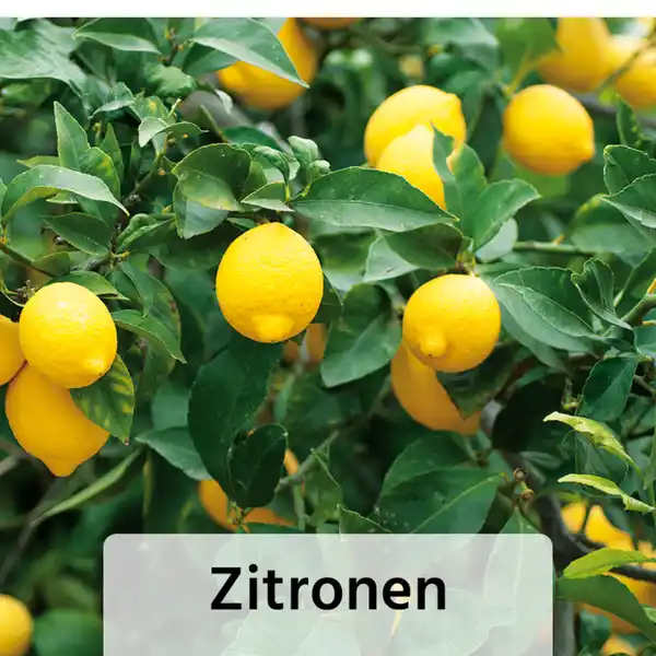 Bild 3 von Finest Garden Mediterrane Pflanzen