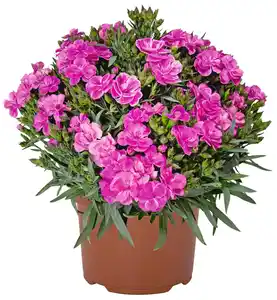 Blühende Beet- & Balkonpflanzen