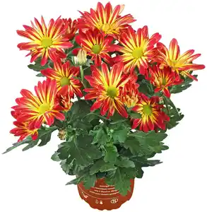 Blühende Beet- & Balkonpflanzen