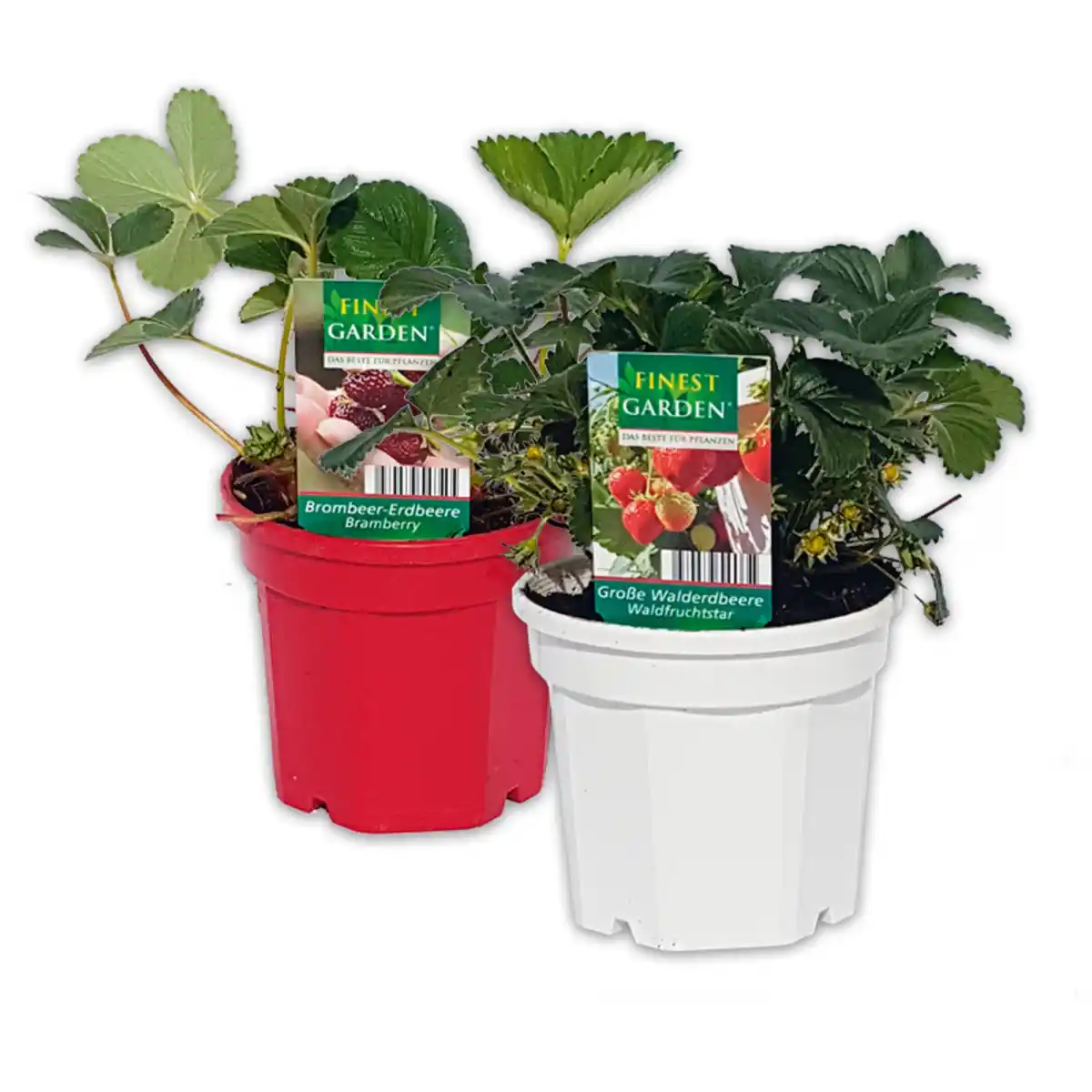 Bild 1 von Finest Garden Trio Erdbeer-Besonderheiten