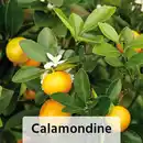 Bild 2 von Finest Garden Mediterrane Pflanzen