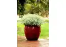 Bild 1 von Zauberschnee Chamaesyce Euphorbia