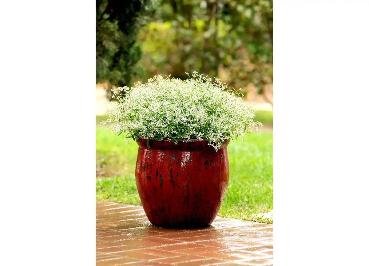Bild 1 von Zauberschnee Chamaesyce Euphorbia