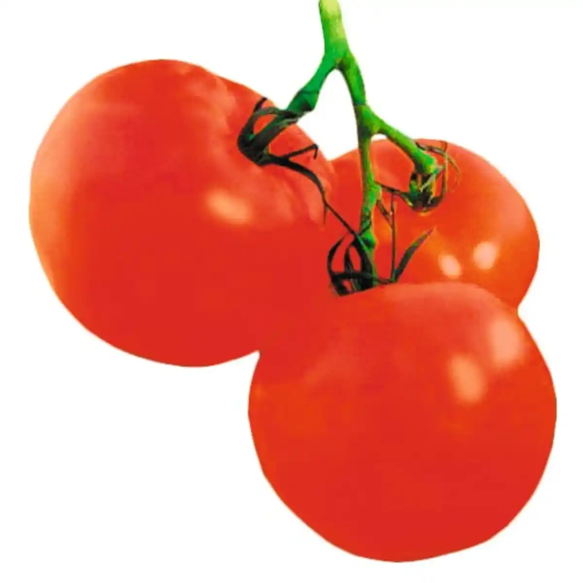 Bild 1 von Fleischtomatenpflanze 9cm Topf