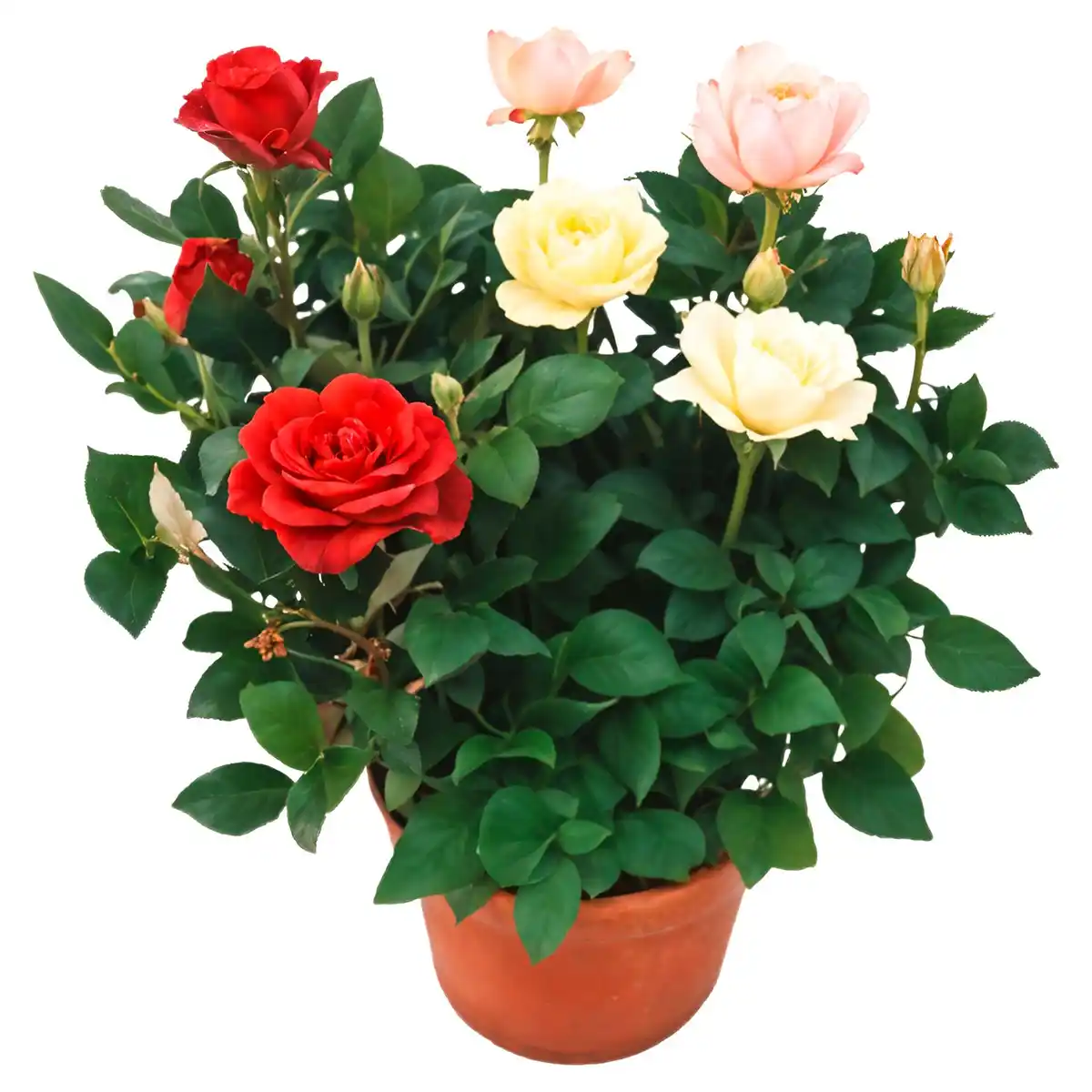 Bild 1 von GARDENLINE Rose T14