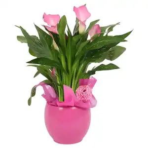GARDENLINE Calla im Kugeltopf