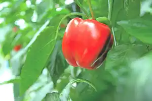 Paprika 9cm Topf