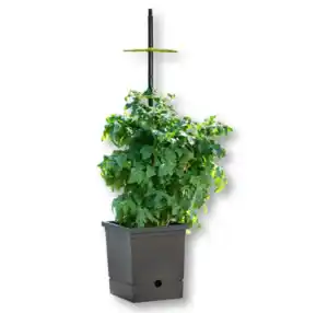 Tomatentopf mit Selbstbewässerung und flexibler Rankhilfe