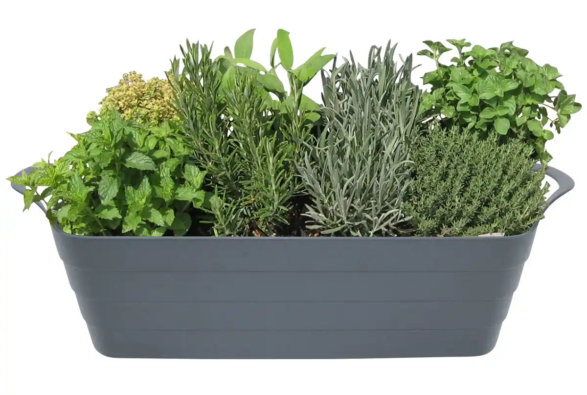 Bild 1 von Kräuterkasten ca.L 44 x B 14 x H 15 cm