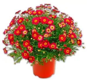 Margeritenbusch*