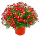 Bild 1 von Margeritenbusch*