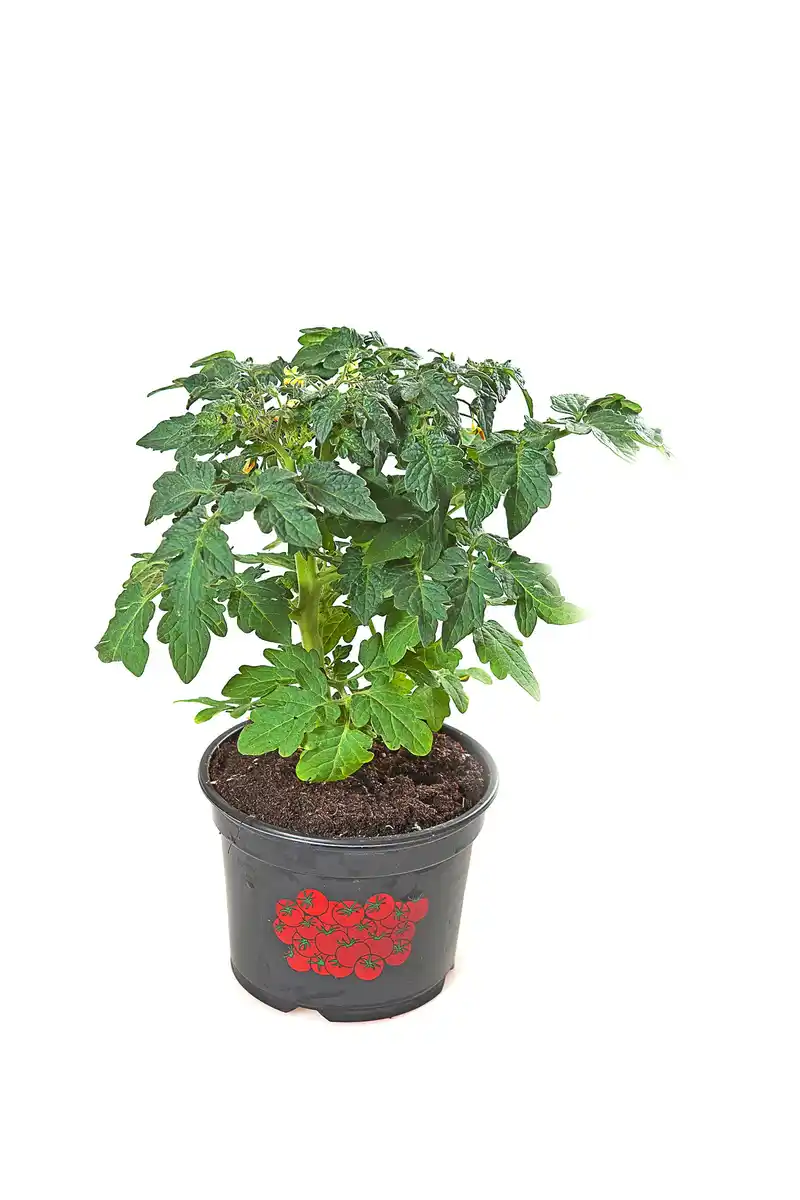 Bild 1 von Cocktailtomatenpflanze 9cm Topf