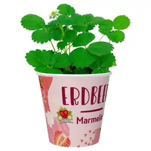 GARDENLINE Erdbeere Fridulin