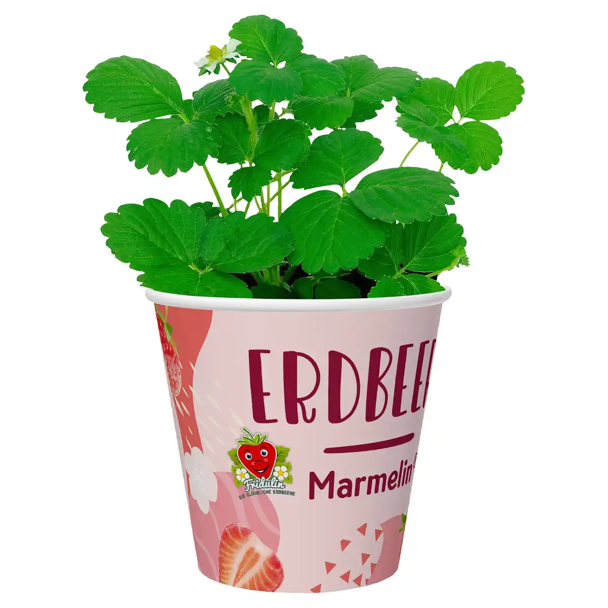 Bild 1 von GARDENLINE Erdbeere Fridulin