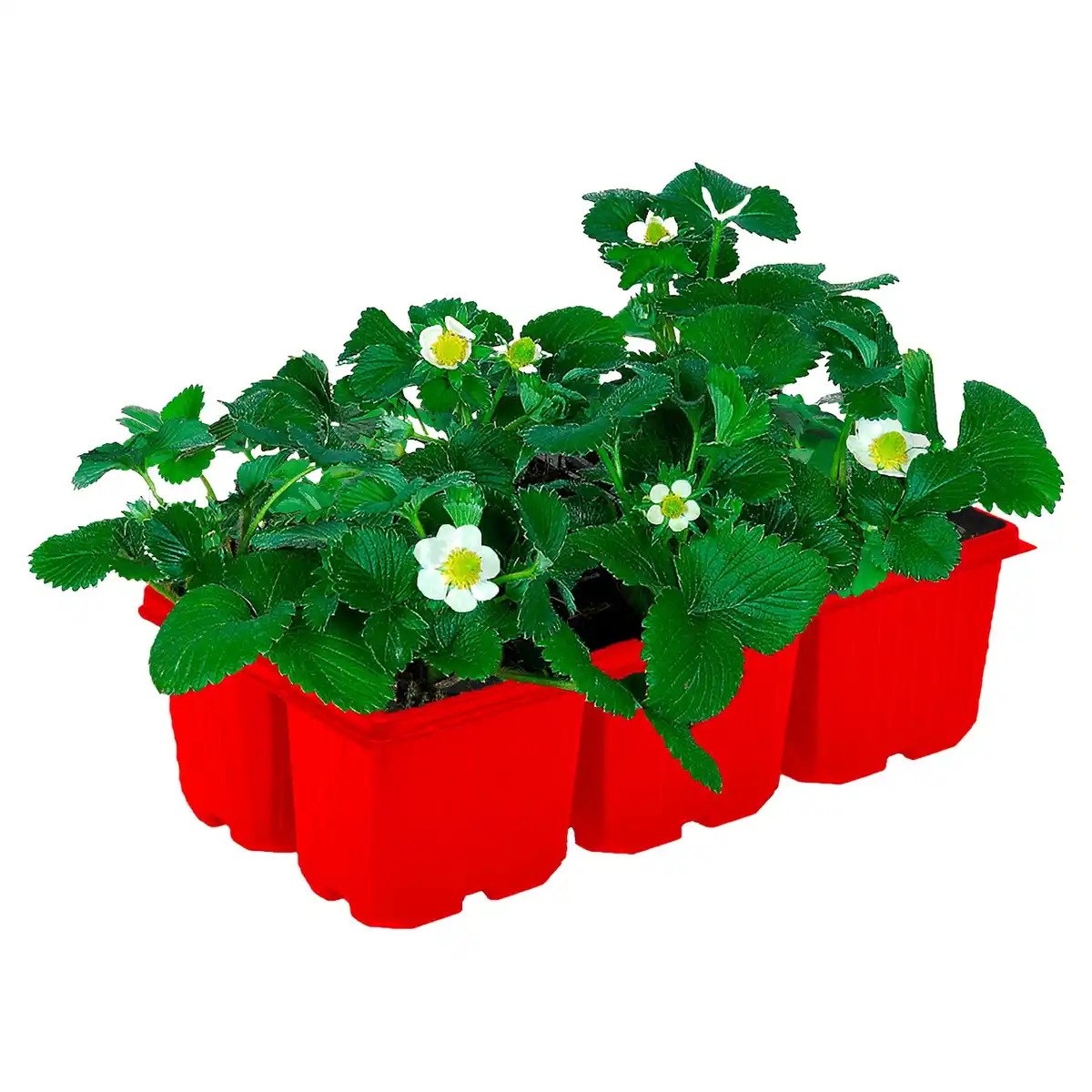 Bild 1 von GARDENLINE Erdbeere 6er-Pack