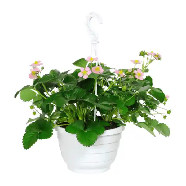 Bild 2 von GARDENLINE Erdbeerampel