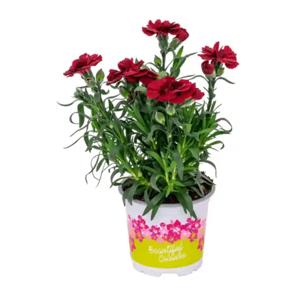 Bild 2 von GARDENLINE Nelken