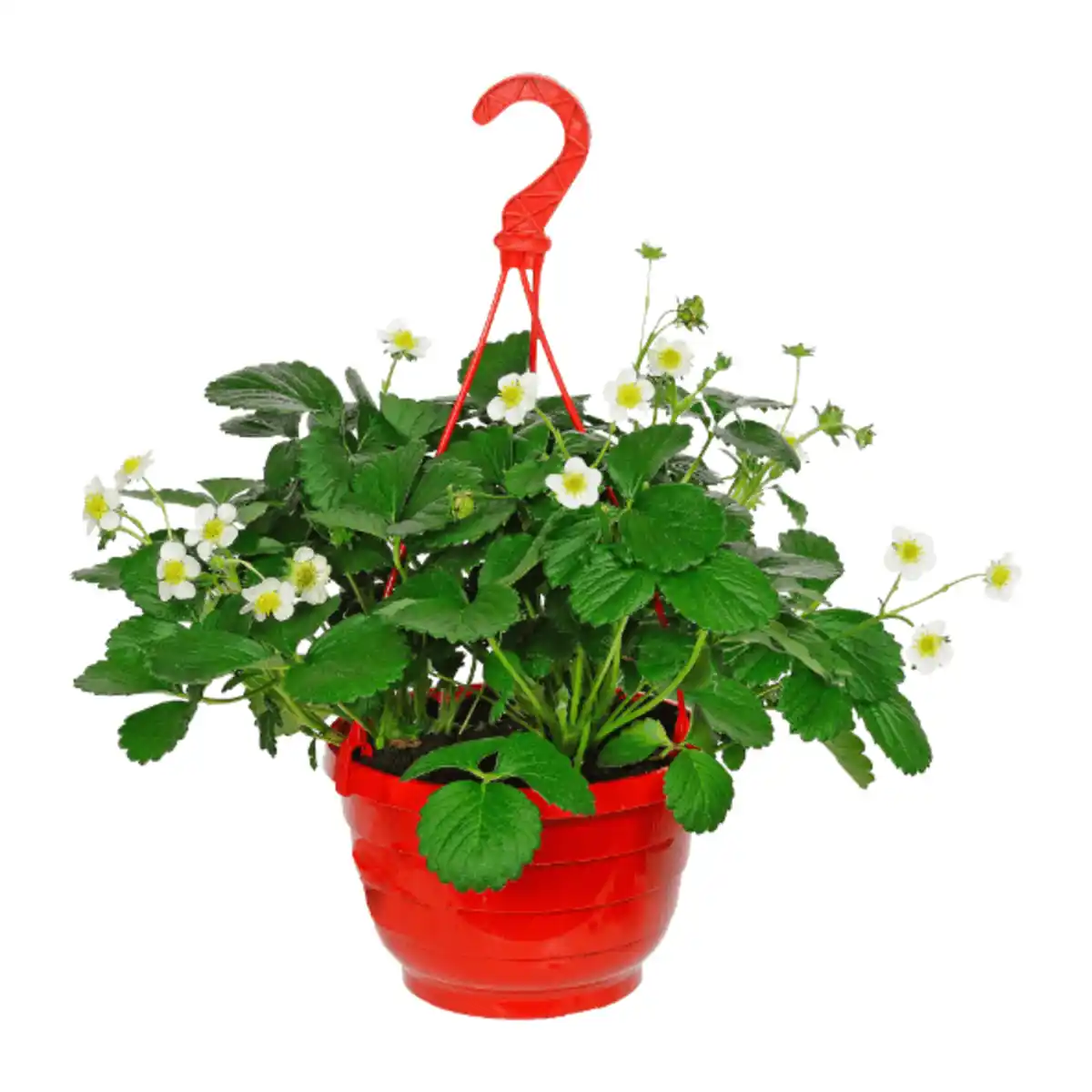 Bild 4 von GARDENLINE Erdbeerampel