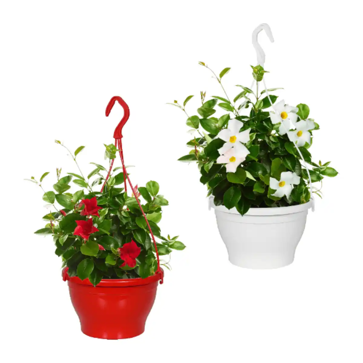 Bild 1 von GARDENLINE Dipladenia-Ampel